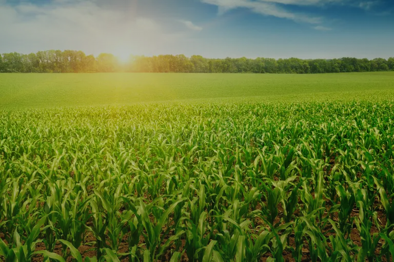 Sunlit field of young green corn stalks at sunrise — natural ingredients